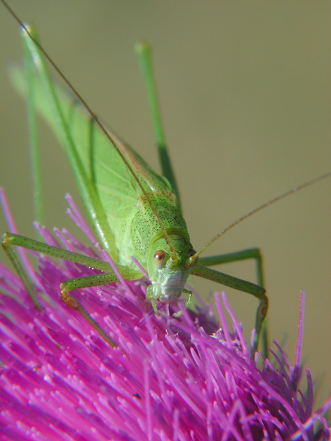 photo "GrassHopper" tags: nature, insect