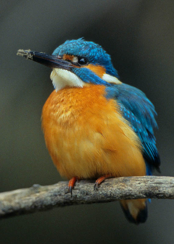 photo "Kingfisher" tags: nature, wild animals