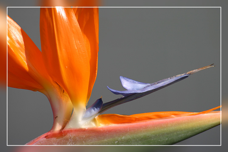 photo "The Core" tags: nature, macro and close-up, flowers