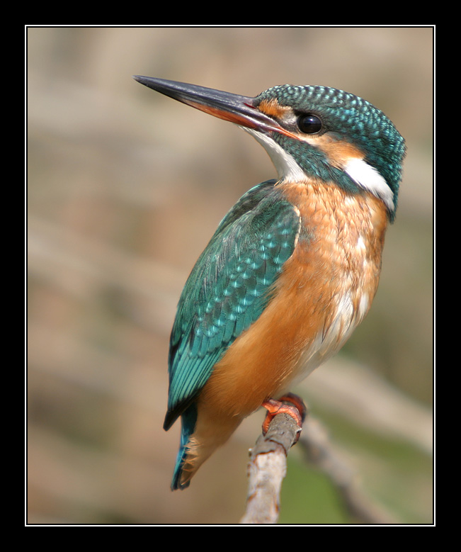 photo "Top Model" tags: nature, genre, wild animals