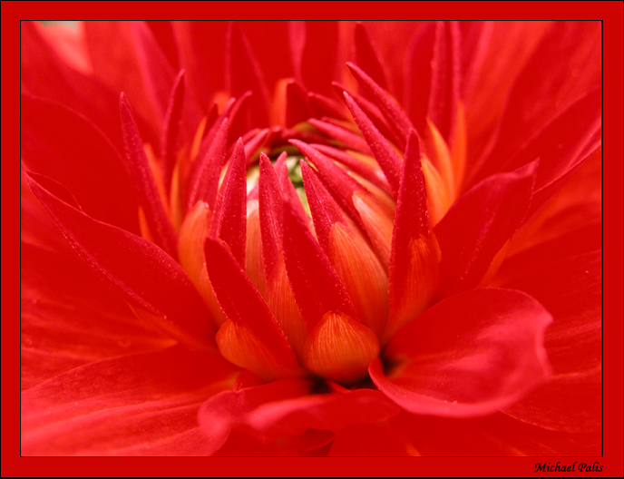 photo "Sleepping Beauty!" tags: macro and close-up, nature, flowers