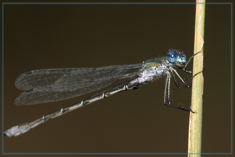 фото "Легкий вертолет-разведчик, или голубая стрекоза" метки: природа, макро и крупный план, насекомое