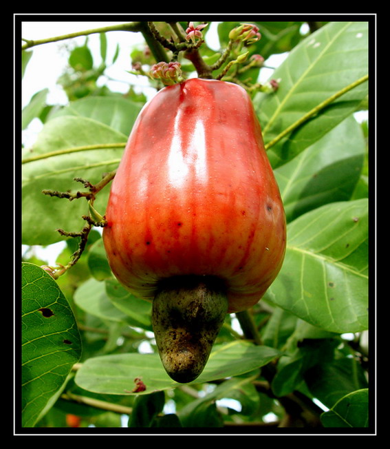 фото "CAJU" метки: природа, цветы