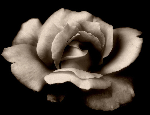 photo "Antique Rose" tags: nature, black&white, flowers