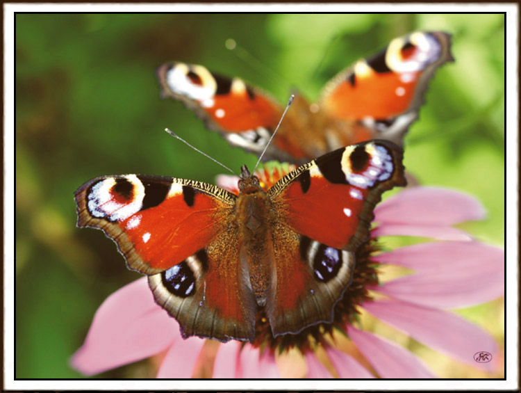 photo "Parallels" tags: nature, macro and close-up, insect