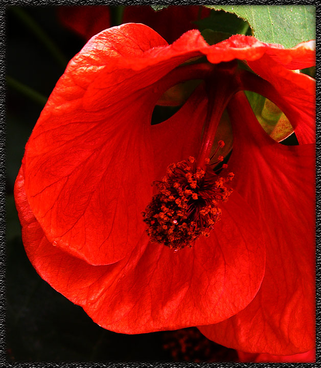 photo "DarkRed Caprice" tags: macro and close-up, 