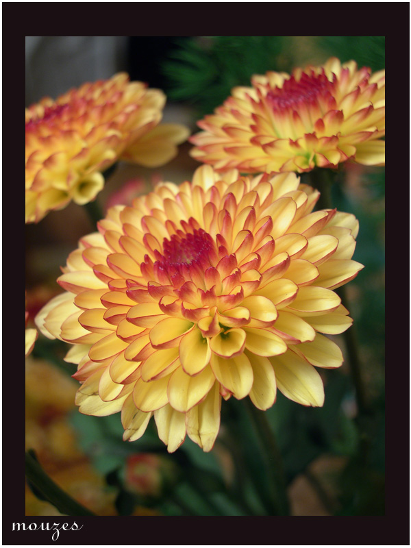 photo "chrysanthemum" tags: macro and close-up, nature, flowers
