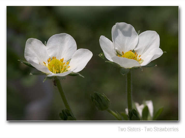 photo "Two sisters - two strawberries" tags: nature, macro and close-up, flowers