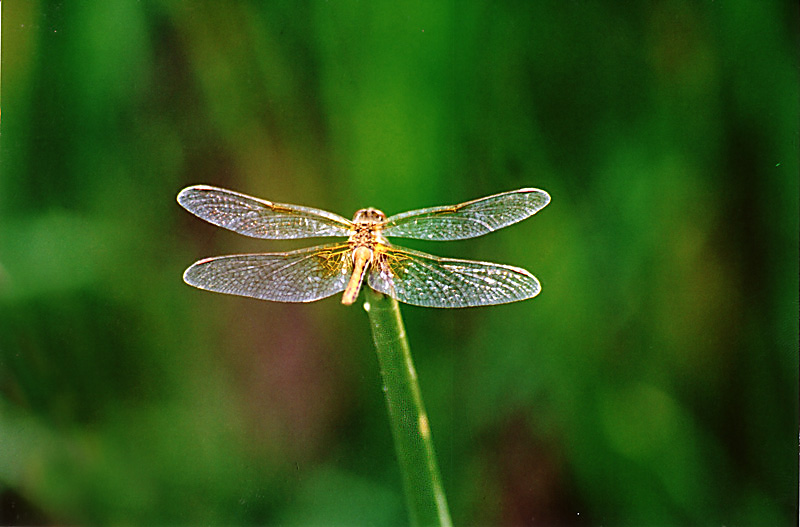 photo "Untitled photo" tags: nature, macro and close-up, insect