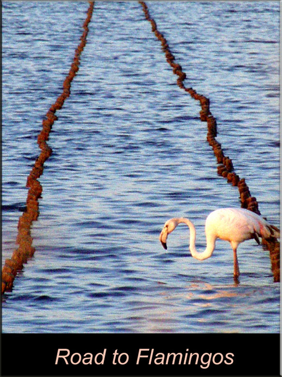 photo "road to flamingo" tags: nature, travel, Europe, wild animals