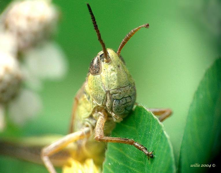 photo "Give to have a meal quietly!" tags: macro and close-up, nature, insect