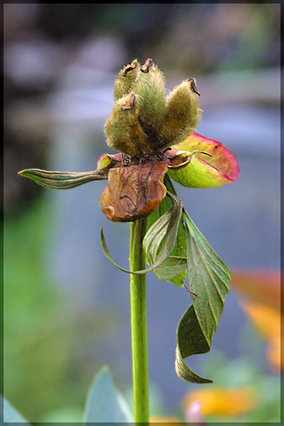 photo "Untitled photo" tags: nature, macro and close-up, flowers