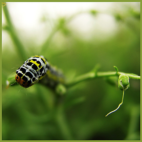 photo "TWINS" tags: macro and close-up, nature, 