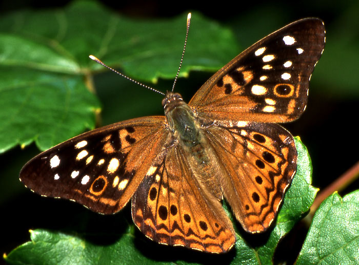 photo "Hackberry Emperor" tags: nature, insect