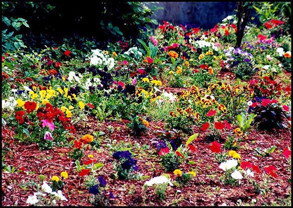 фото "Welcome to my Garden dear ones." метки: природа, цветы