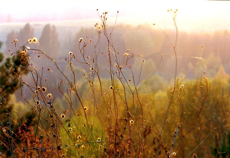 photo "the Day is Finishing" tags: nature, landscape, flowers, sunset