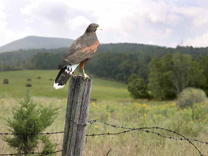 photo "Watching and Waiting" tags: nature, wild animals