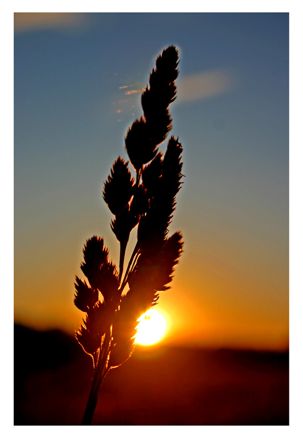 photo "Sunset in the gras" tags: landscape, summer