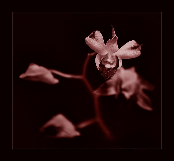 фото "The Orchid" метки: природа, черно-белые, цветы