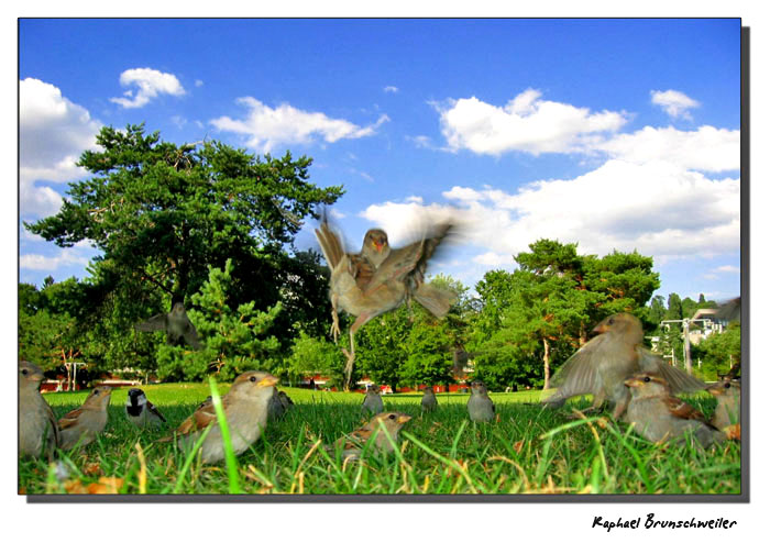 photo "Landing Bird" tags: nature, pets/farm animals, wild animals