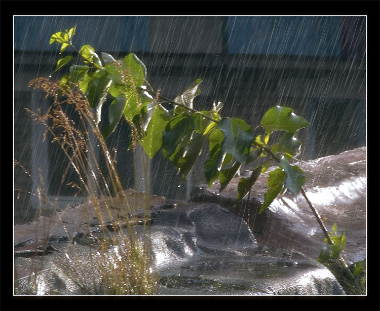 фото "Rain" метки: разное, пейзаж, лето