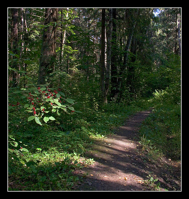 photo "Red berries" tags: landscape, forest