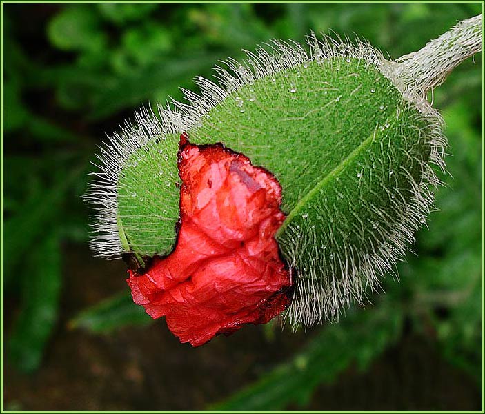 photo "Birth" tags: nature, macro and close-up, flowers