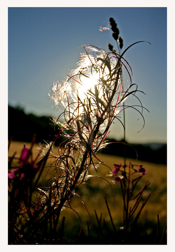 фото "The veil of nature" метки: природа, цветы