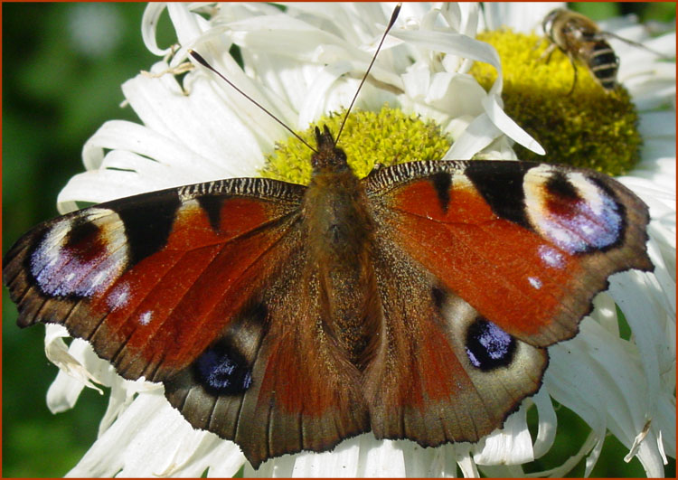 photo "very late breakfast" tags: nature, macro and close-up, insect