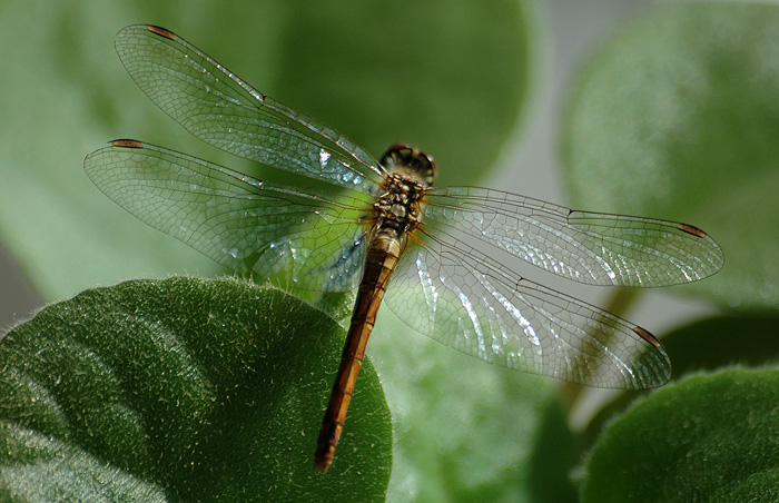 photo "Dragonfly" tags: macro and close-up, nature, insect