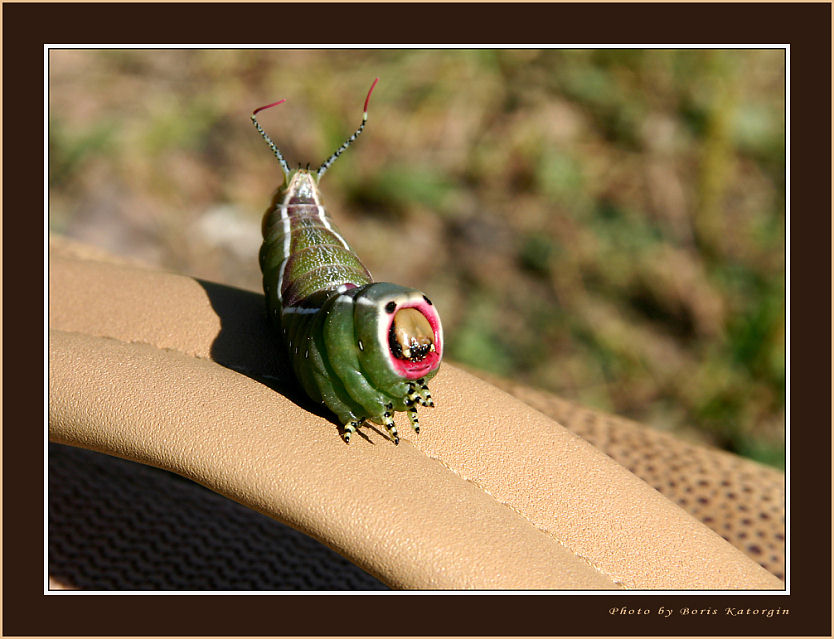 фото "Пришелец" метки: макро и крупный план, природа, насекомое