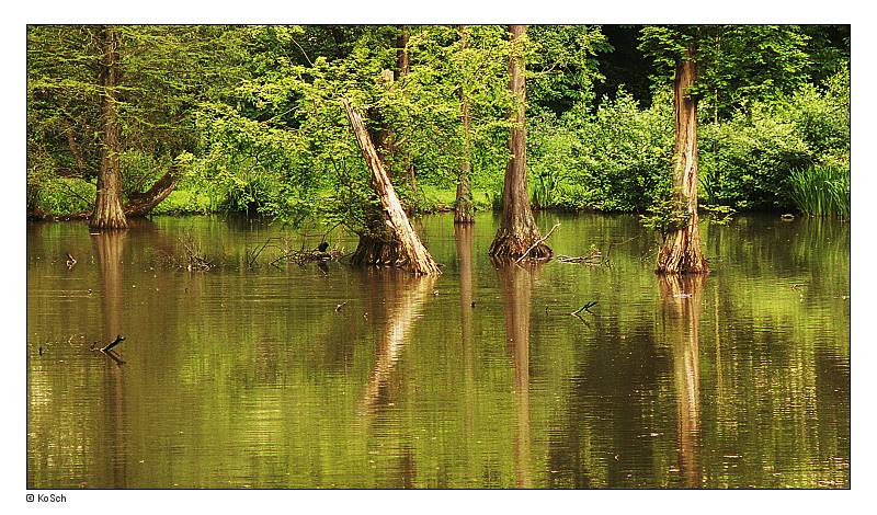 фото "Reflection" метки: пейзаж, вода, лес