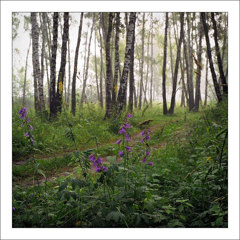 photo "Wood etude" tags: landscape, forest, summer