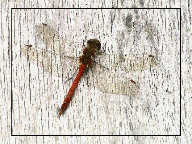 photo "Wood and Dragonfly" tags: misc., 