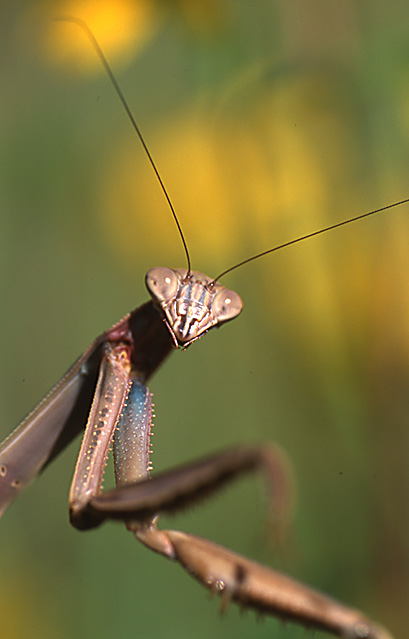 photo "Posing Mantis" tags: nature, insect