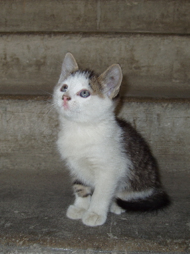 photo "the orphan" tags: nature, pets/farm animals