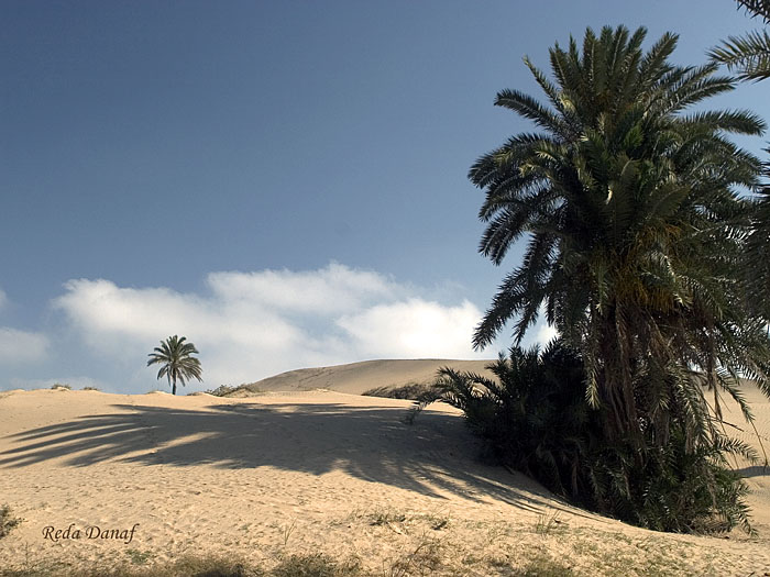 photo "Dunes 4" tags: travel, landscape, Africa