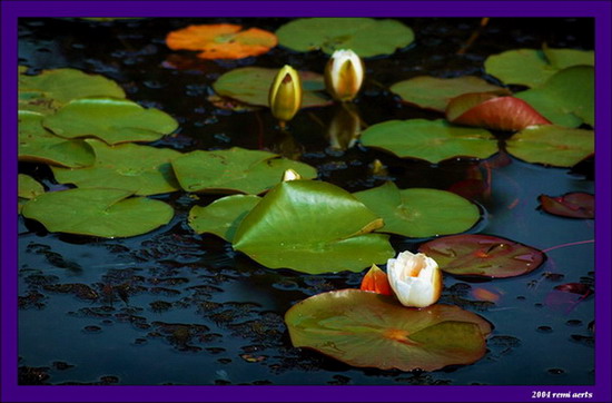 фото "pond" метки: пейзаж, вода