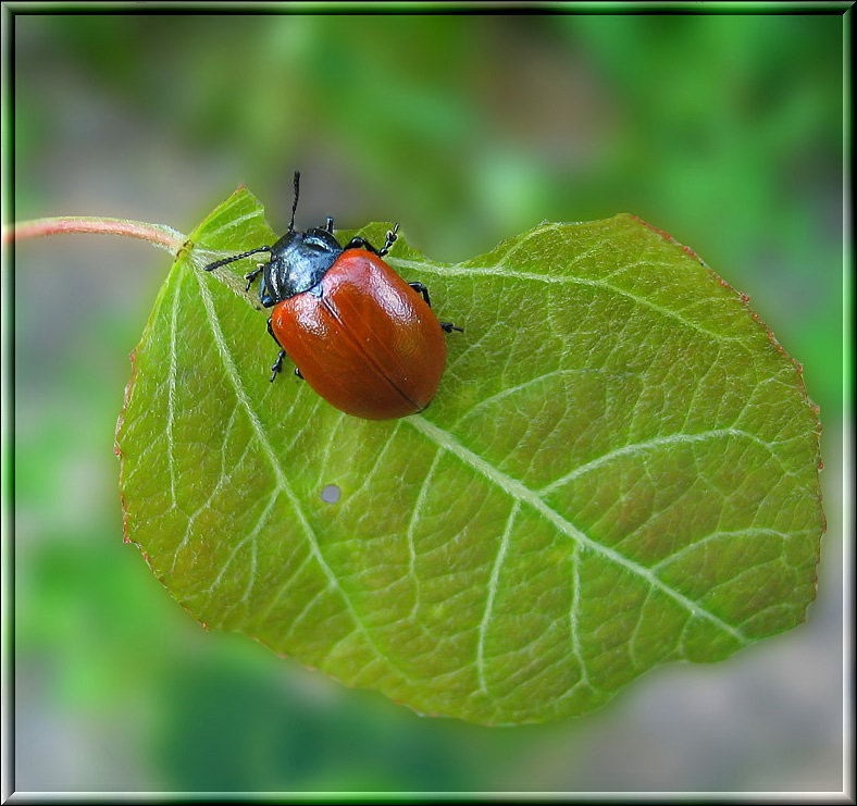 photo "Red eater sheet" tags: nature, insect