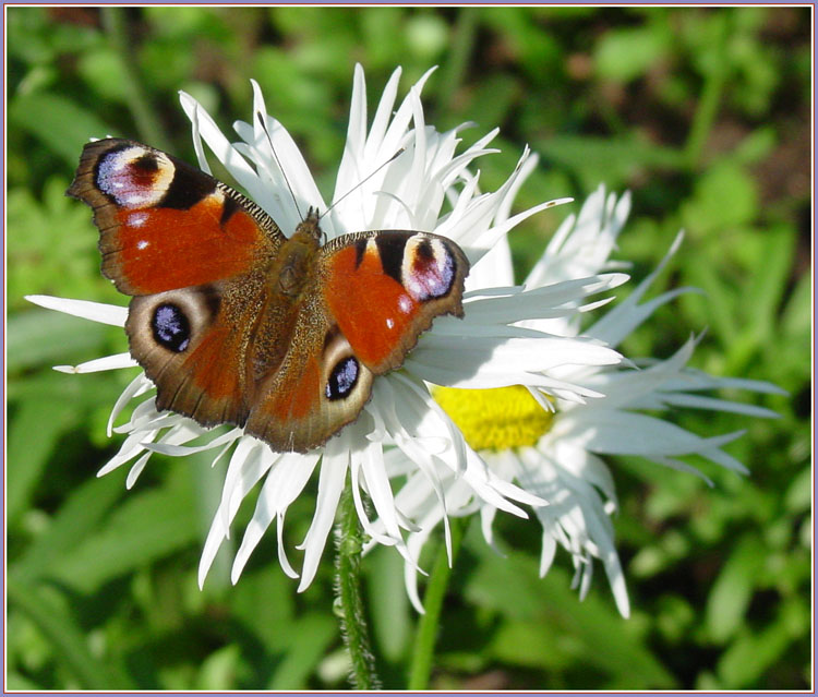 photo "perfect landing" tags: nature, macro and close-up, insect