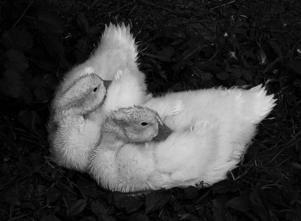 photo "La Siesta" tags: black&white, 