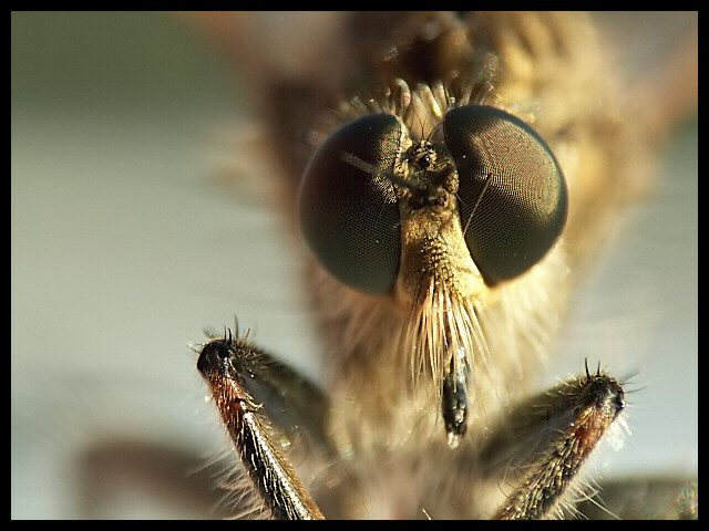 photo "Fly" tags: macro and close-up, 