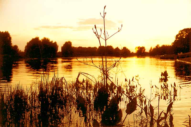 photo "River, Sunset, Plants" tags: landscape, sunset, water