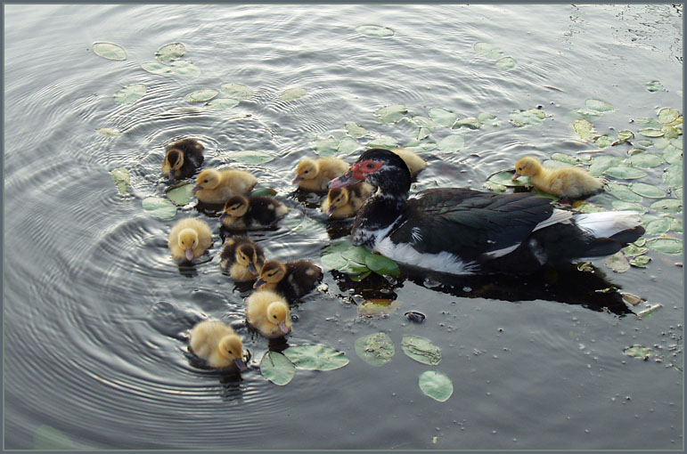 фото "Cheaper by the Dozen" метки: природа, юмор, дикие животные