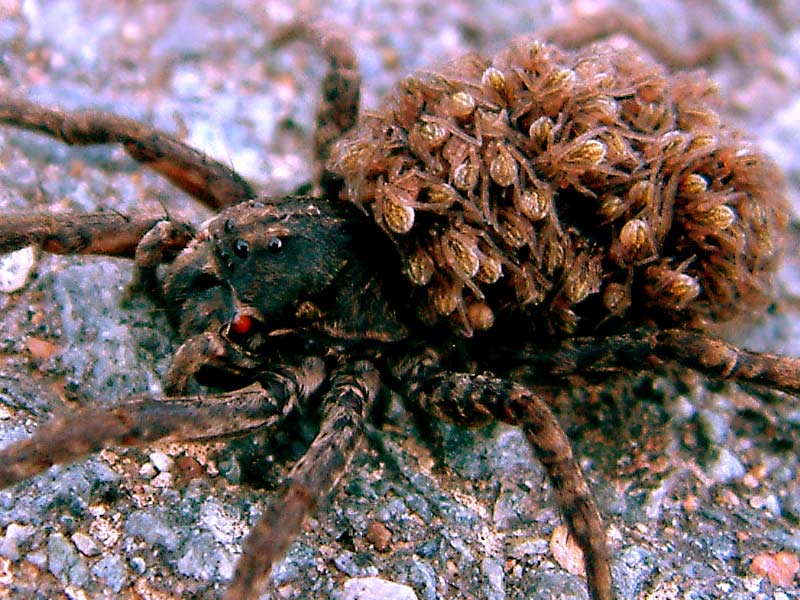 photo "Attentive Mother" tags: macro and close-up, nature, insect