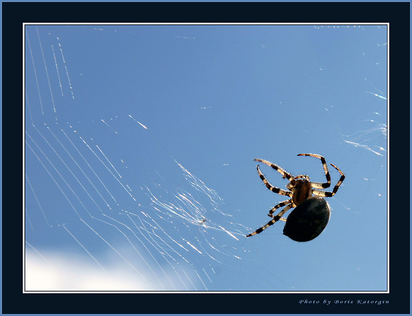 photo "Telarian of sky" tags: macro and close-up, nature, insect