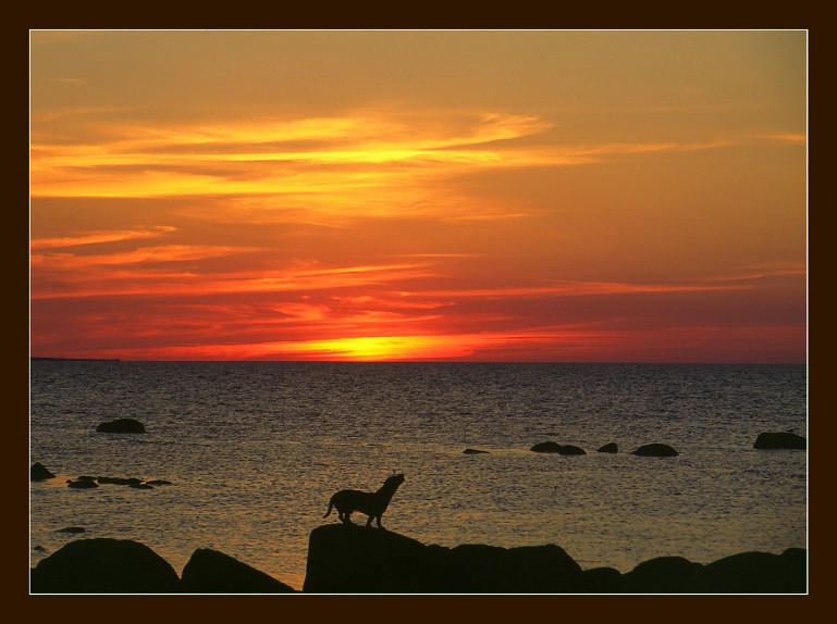 photo "Untitled photo" tags: landscape, nature, pets/farm animals, sunset