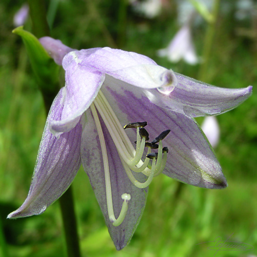 photo "Simply." tags: nature, macro and close-up, flowers