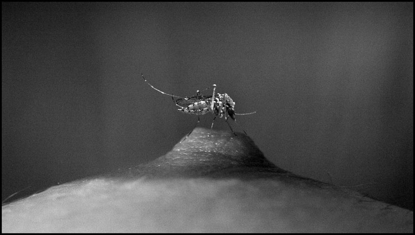 photo "mosquito" tags: nude, macro and close-up, 