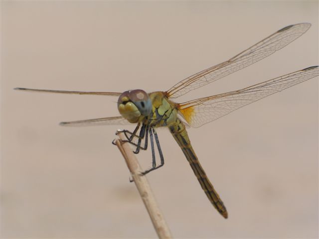 photo "dragonfly" tags: misc., 